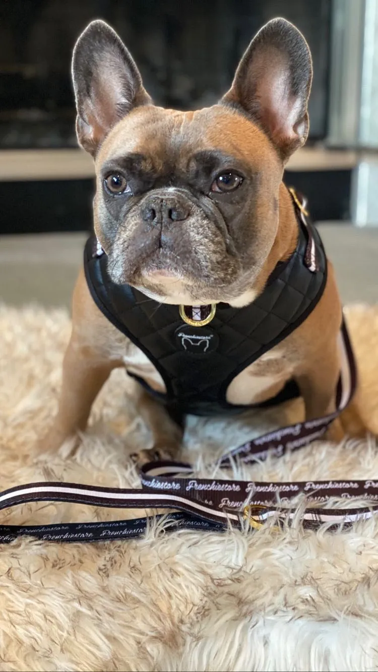 Frenchiestore Dog Luxury Leash | Black Varsity