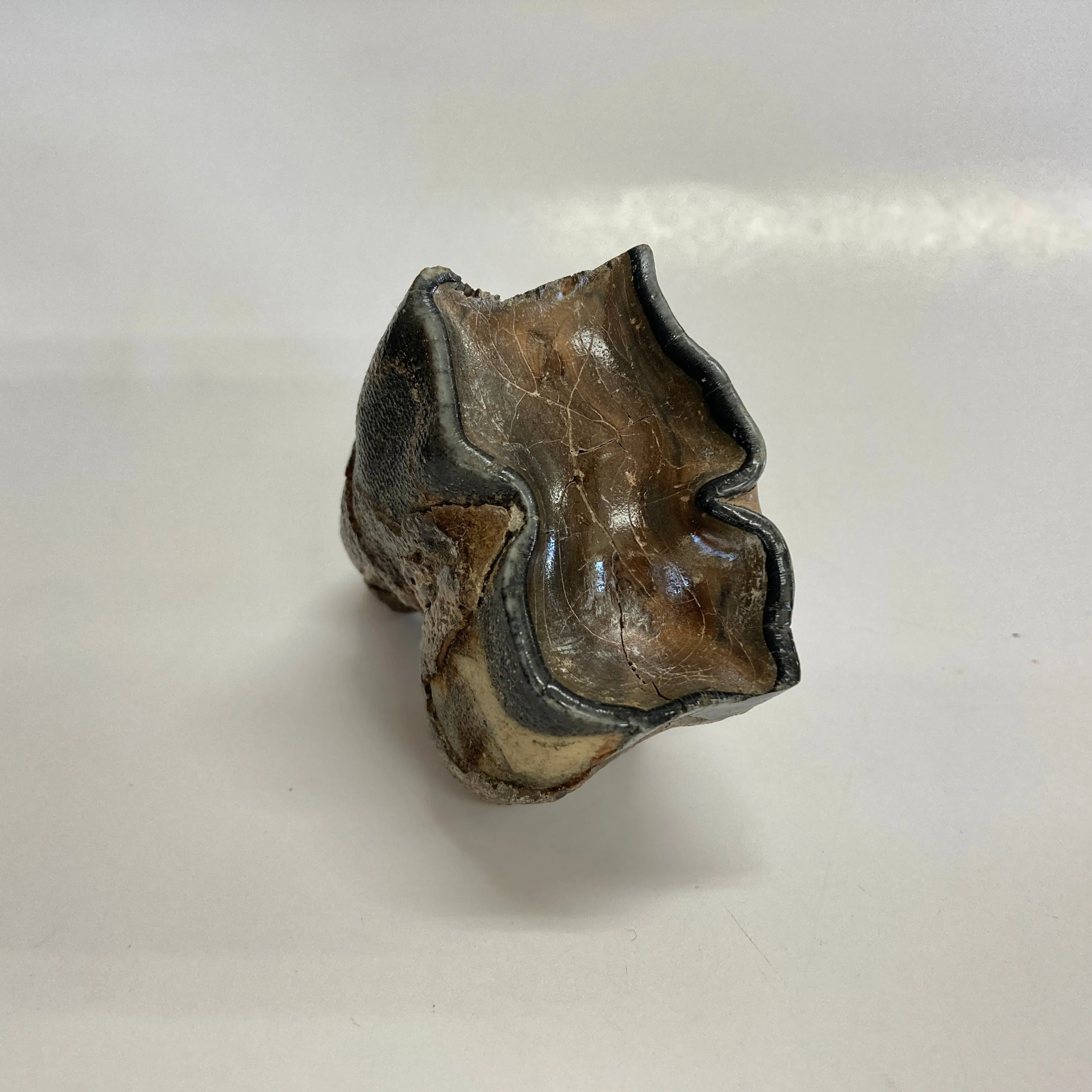 Woolly Rhinoceros Tooth