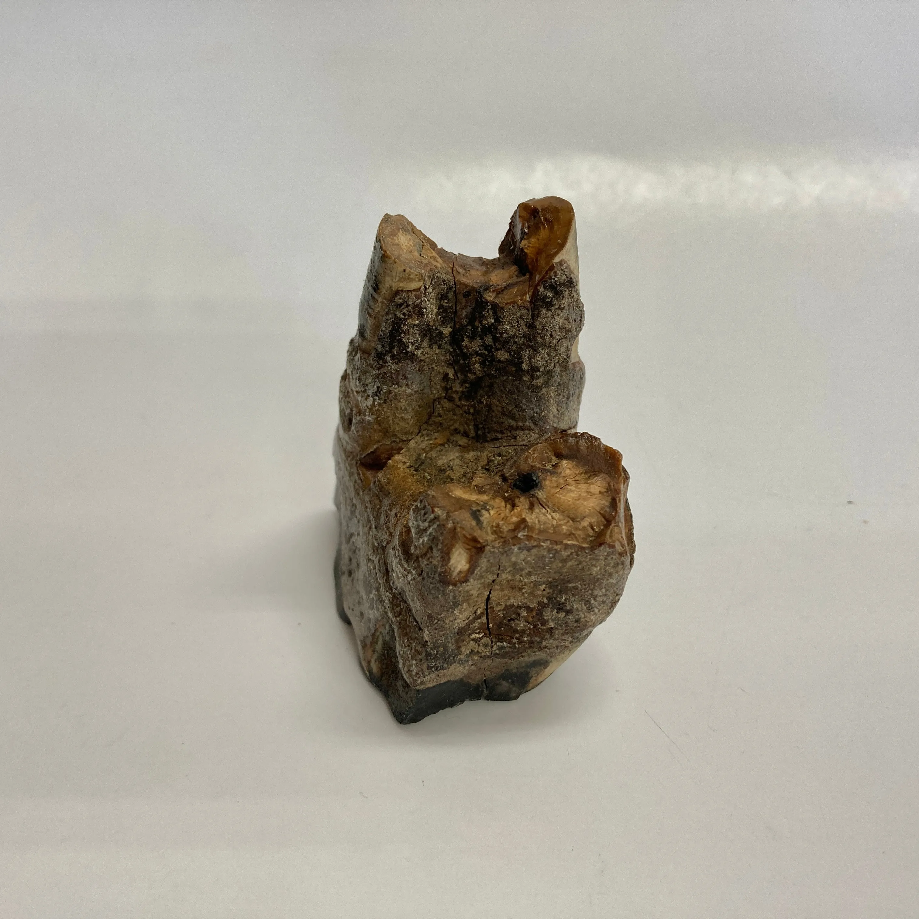 Woolly Rhinoceros Tooth